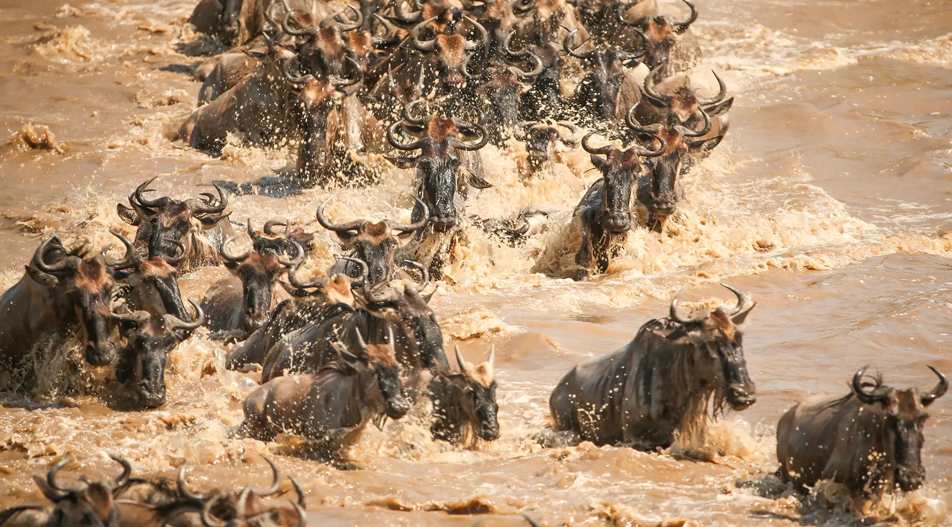 Serengeti Seasons: A Month-by-Month Guide to Visiting the Park