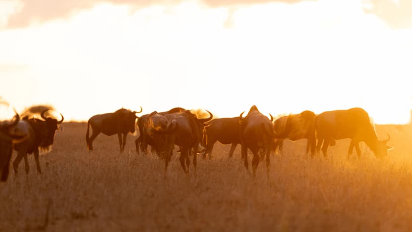 Serengeti National Park