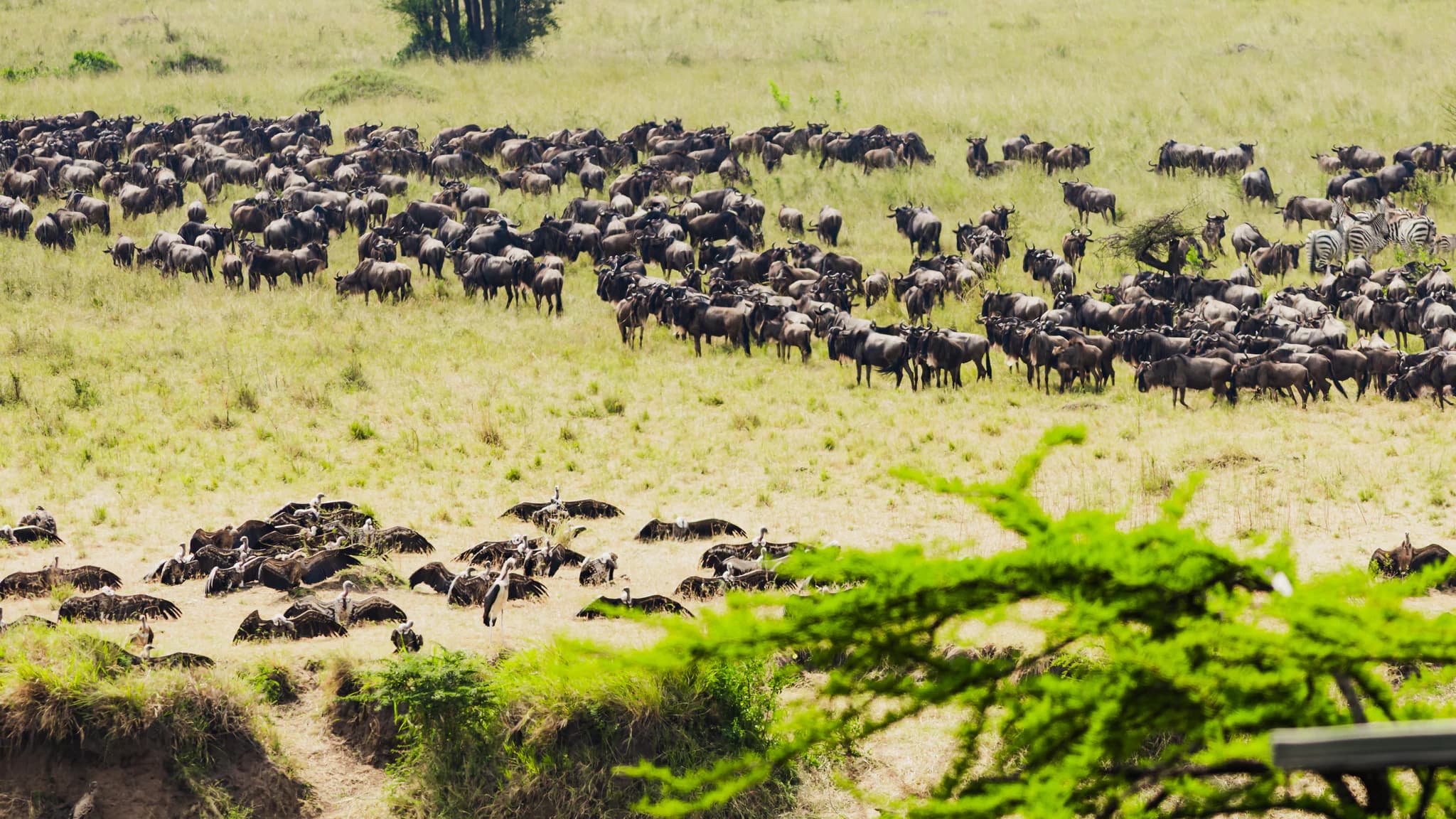 Great Migration Safari
