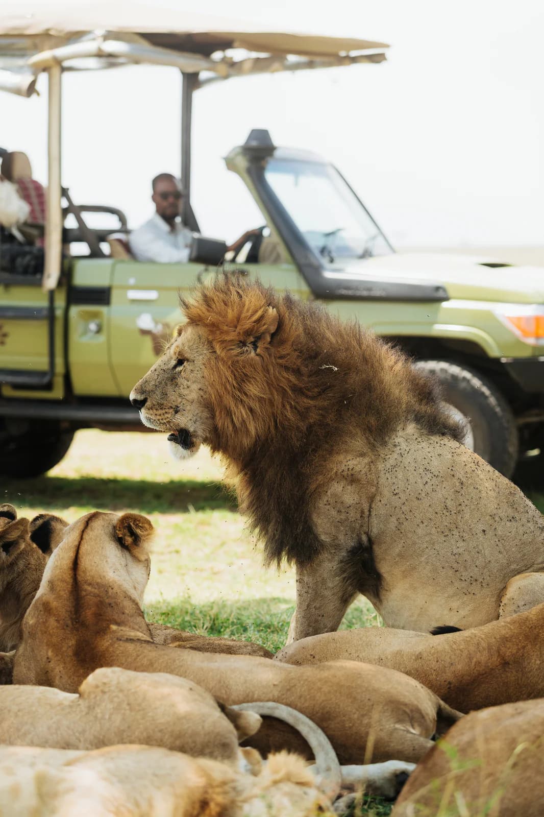 gosheni open jeep - 67_(2048)