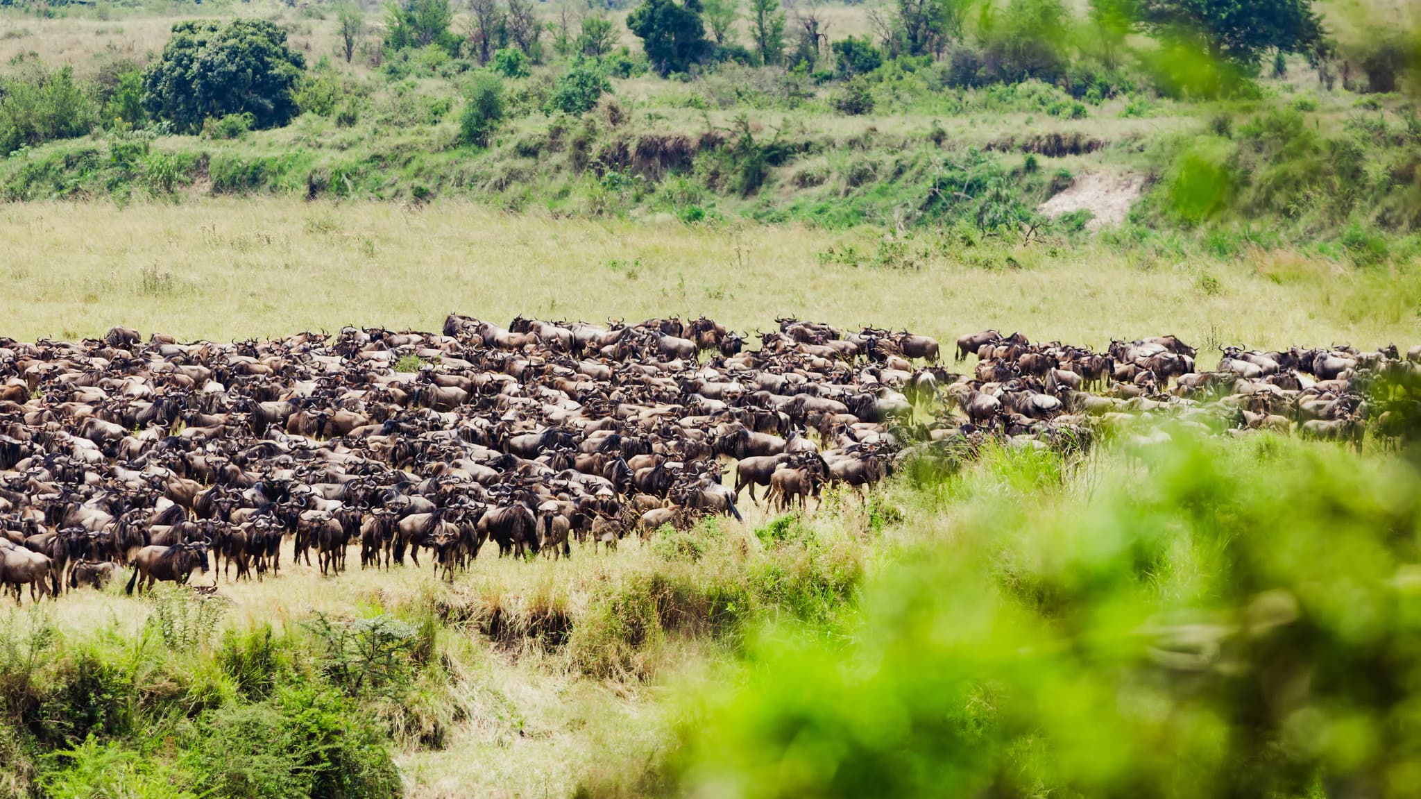 Gosheni - crossing-40_(2048)