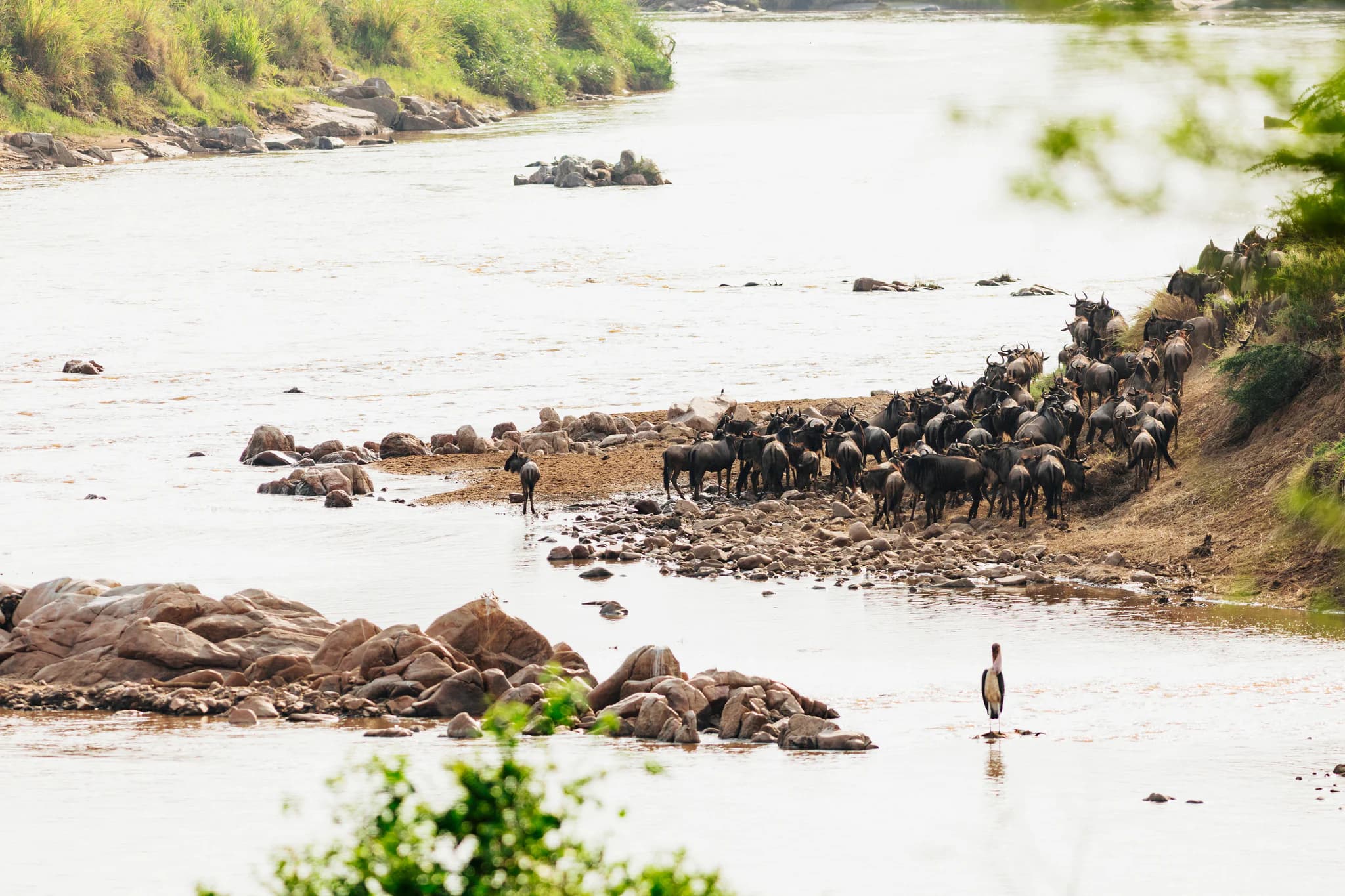 Gosheni - crossing-69_(2048)