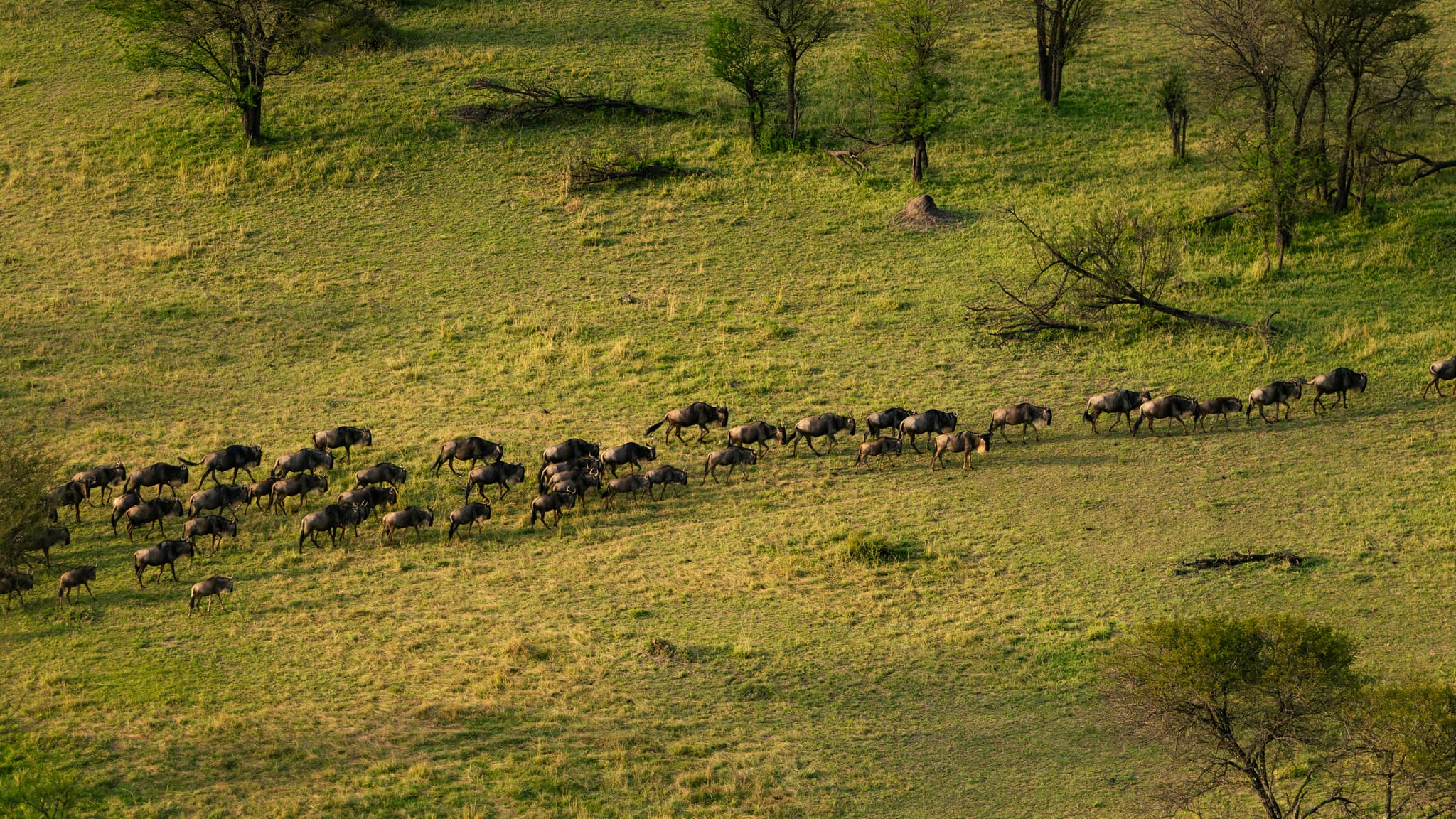 3-Days Explore Serengeti