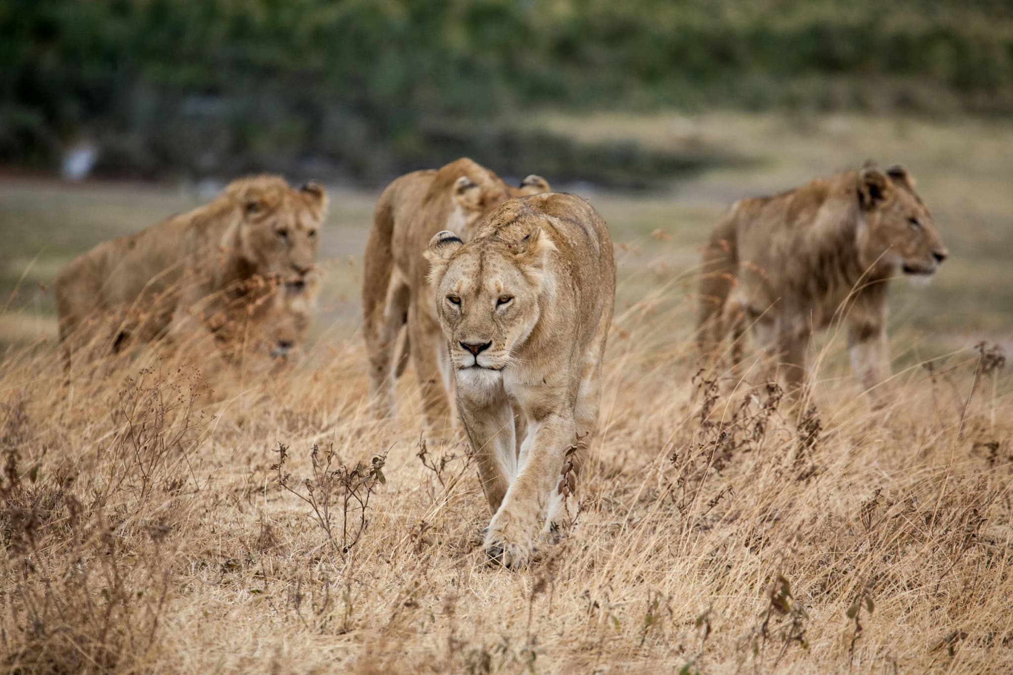 4 Days Best of Ngorongoro Safari