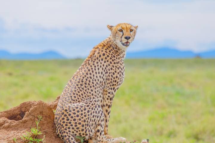 5-Days Serengeti Photographic Safari During Calving Season