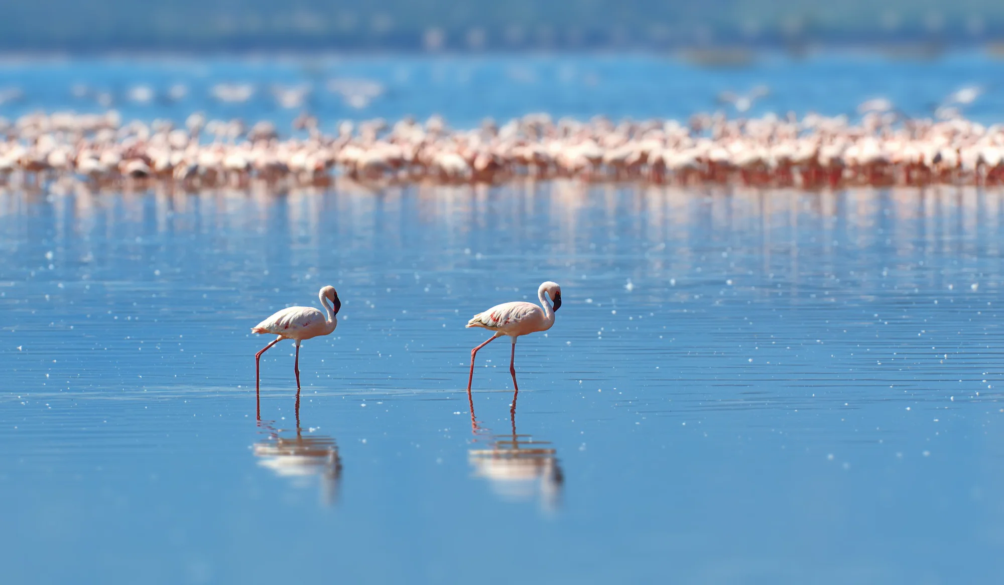 2-Days Lake Manyara and Ngorongoro Safari