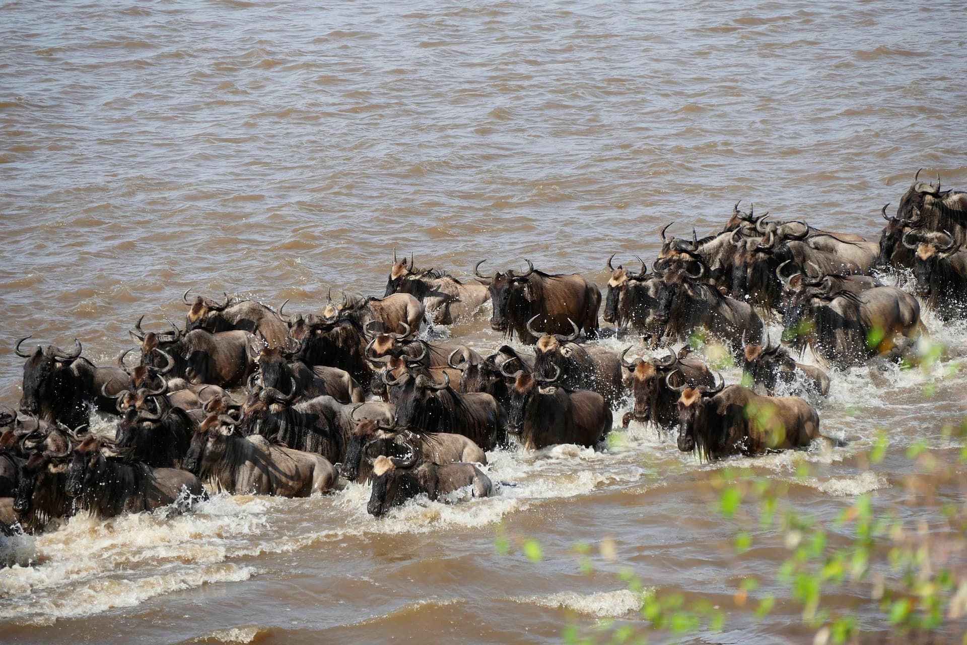 5 Days Serengeti River Crossing Migration Safari