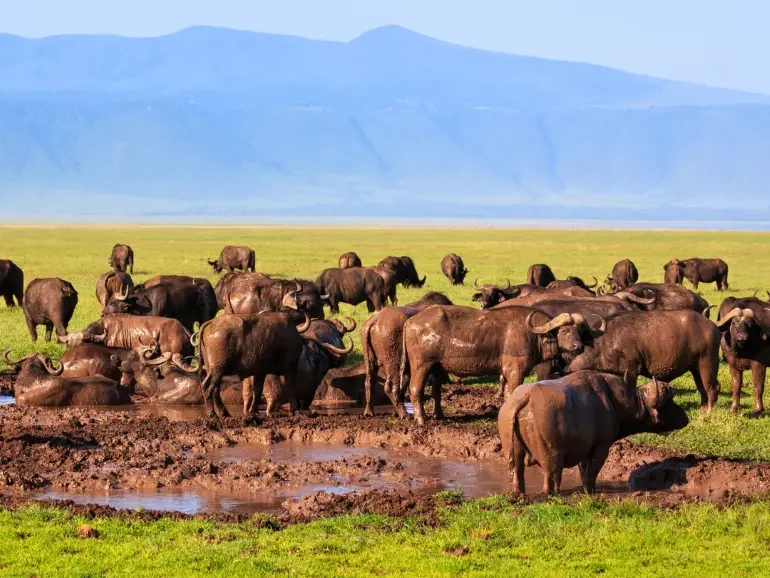 4 Days Best of Ngorongoro Safari - Day 2 (1)