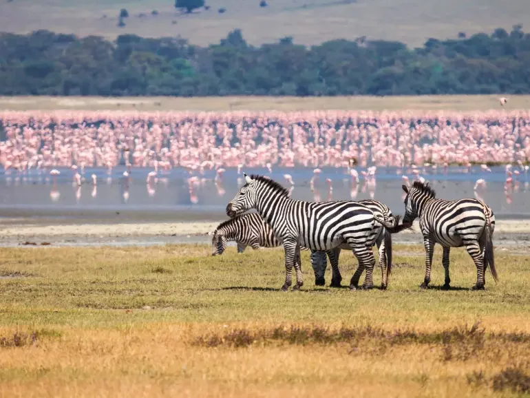 4 Days Best of Ngorongoro Safari - Day 3 (1)