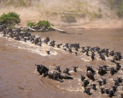 5 Days Serengeti River Crossing Migration Safari - Day 1 (1)