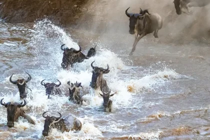 5 Days Serengeti River Crossing Migration Safari - Hero (2)