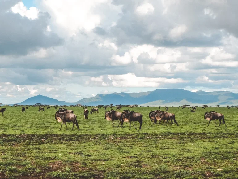 Great Migration Calving Season 1