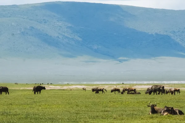 Great Migration Calving Season & Crater Exploration - hero