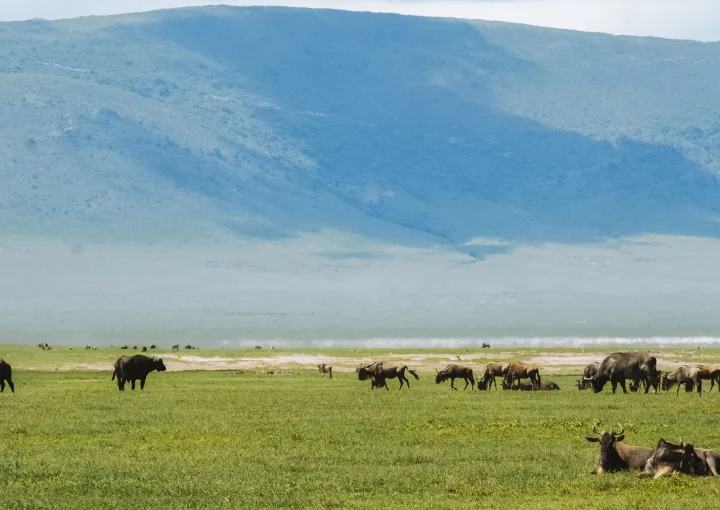 Great Migration Calving Season & Crater Exploration - hero