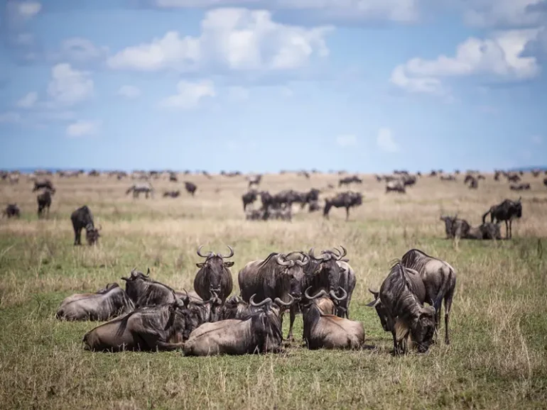 Great Migration Magic- Journey through the Serengeti 4