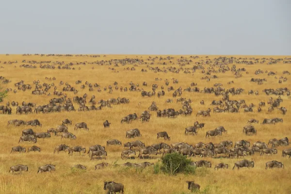 Great Migration Magic- Journey through the Serengeti-hero