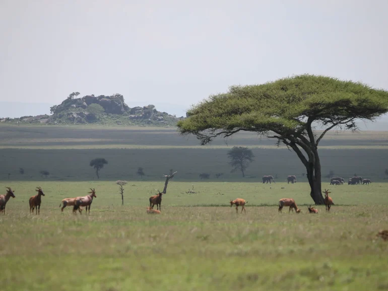 Grumeti Migration Safari-day 1