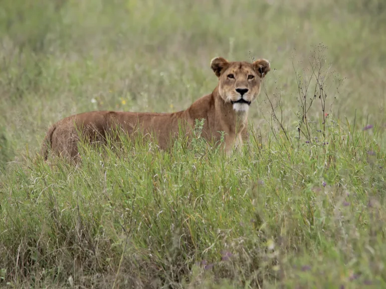 Lion - Serengeti Great Migration Unveiled