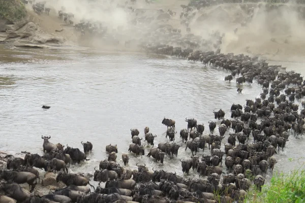 Serengeti Great Migration Unveiled - River Crossing - hero