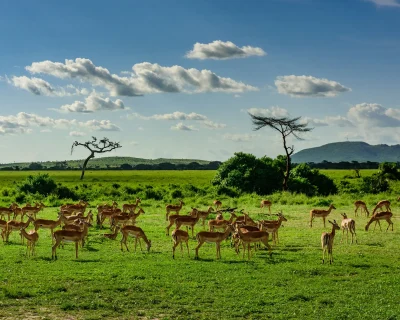 Serengeti-National-Park-12-1