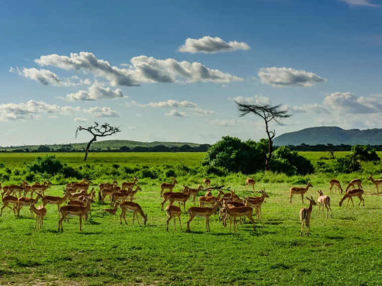 Serengeti National Park-12