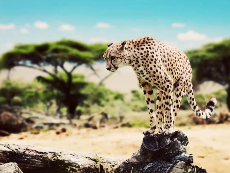 Serengeti National Park-5