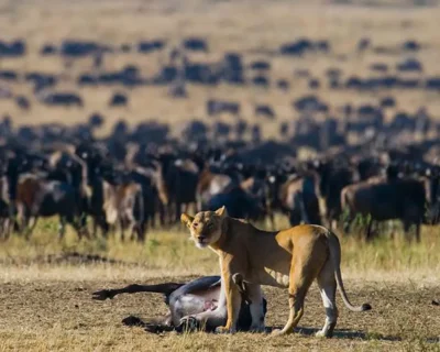 Serengeti National Park-8