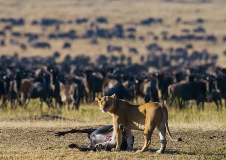 Serengeti National Park-8