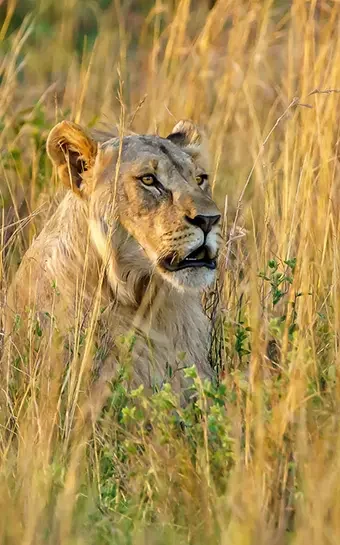 Serengeti-Predator