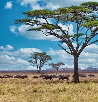 Serengeti-Pristine Habitat