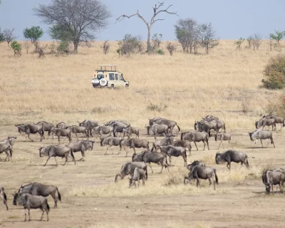 Tips on Planning for your Calving Season Safari at the Serengeti