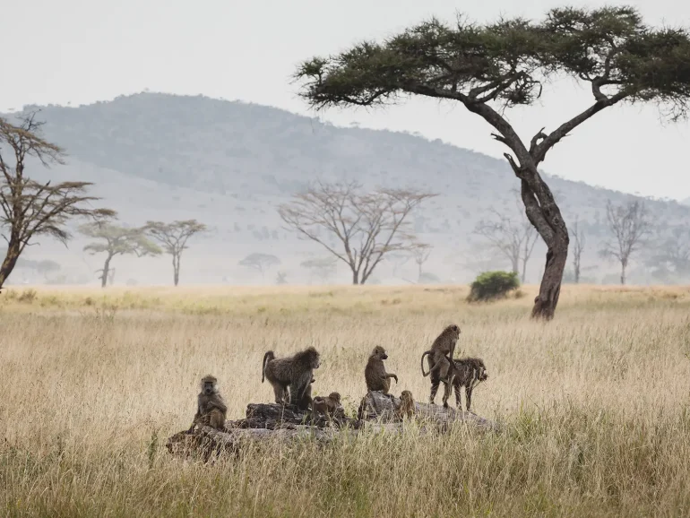 animals-in-the-wild-group-of-baboons-in-the-serengeti