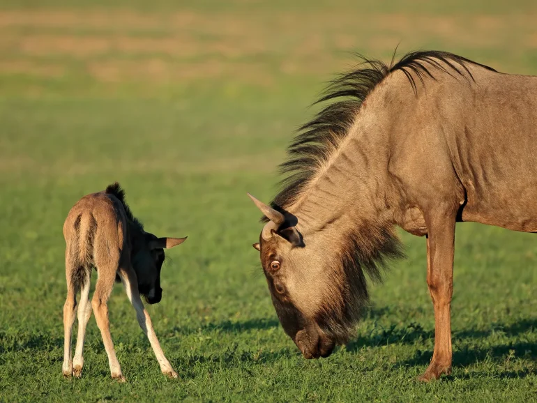 blue-wildebeest-with-young-calf-Great Migration Calving Season 2