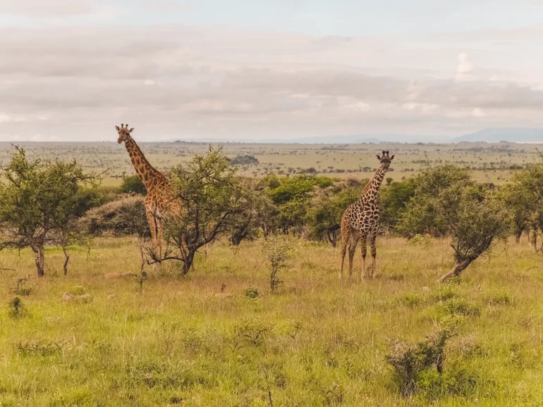 giraffes-Great Migration Calving Season 4