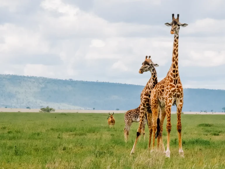 giraffes - Serengeti Great Migration Unveiled