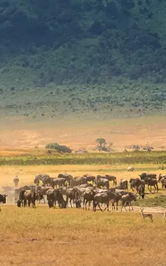 herd-wildebeest-crater-grassland-ngorongoro-conservation-area-tanzania-africa-1