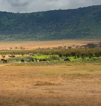 herd-wildebeest-crater-grassland-ngorongoro-conservation-area-tanzania-africa-2