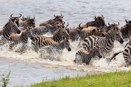 iStock_Tanzania_Serengeti_MigrationRiver1