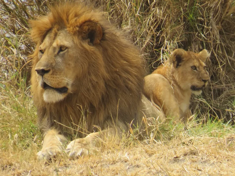 lion - Great Migration Calving Season 5