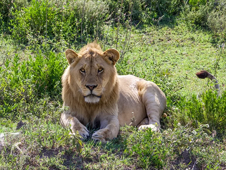 lion - Great Migration Magic- Journey through the Serengeti 5