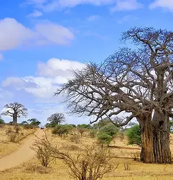 tarangire-baobab