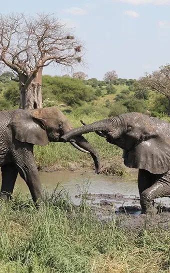 tarangire-elephants