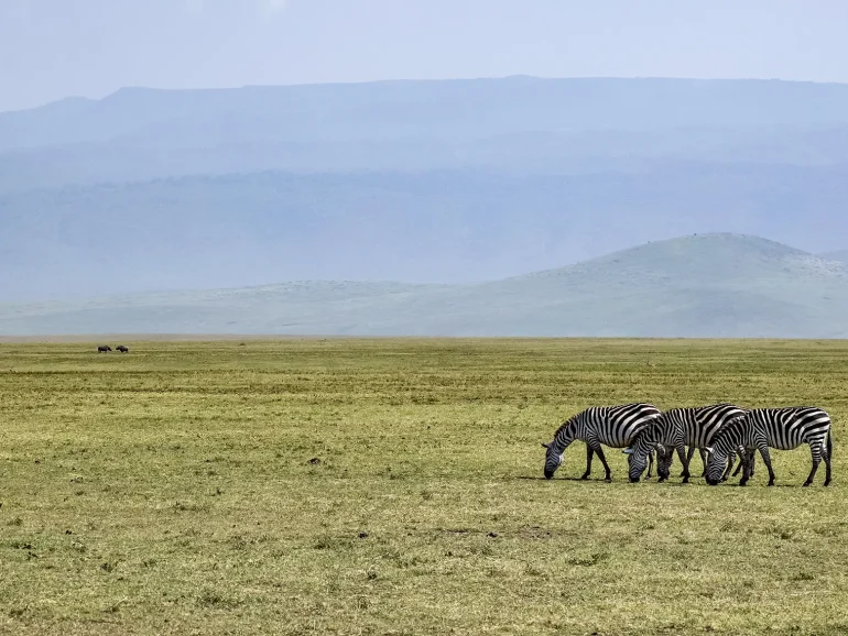 three zebras eating grass - Great Migration Magic- Journey through the Serengeti