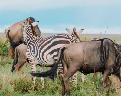 wildebeest and zebras eating grass