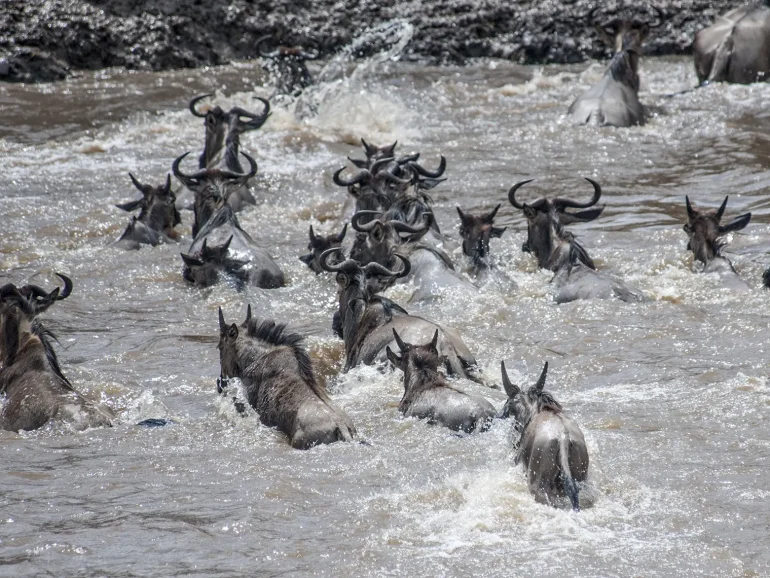 wildebeest river crossing - Great Migration Magic- Journey through the Serengeti